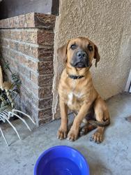 Found/Stray Female Dog last seen Hageman & Patton Near Discovery Elementary school , Bakersfield, CA 93308