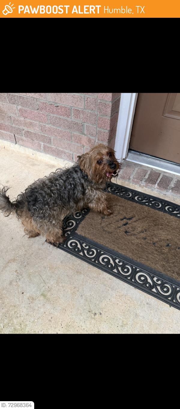 Found/Stray Unknown Dog last seen Harry Potter collar , Humble, TX 77338