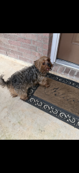 Found/Stray Unknown Dog last seen Harry Potter collar , Humble, TX 77338