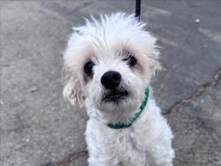 Shelter Stray Male Dog last seen , Los Angeles, CA 90025