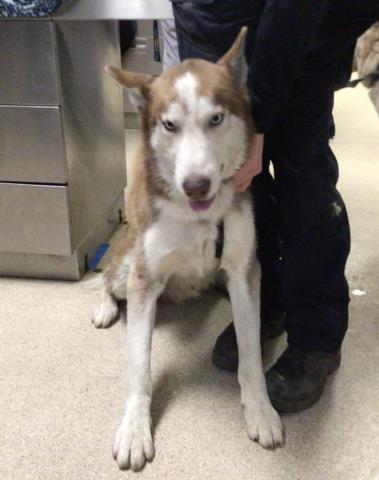 Shelter Stray Male Dog last seen Near BLOCK MAUDE ST, RIVERSIDE, CA, Jurupa Valley, CA 92509