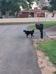 Found/Stray Unknown Dog last seen Behind triple crown trailers, Hickory, NC 28601