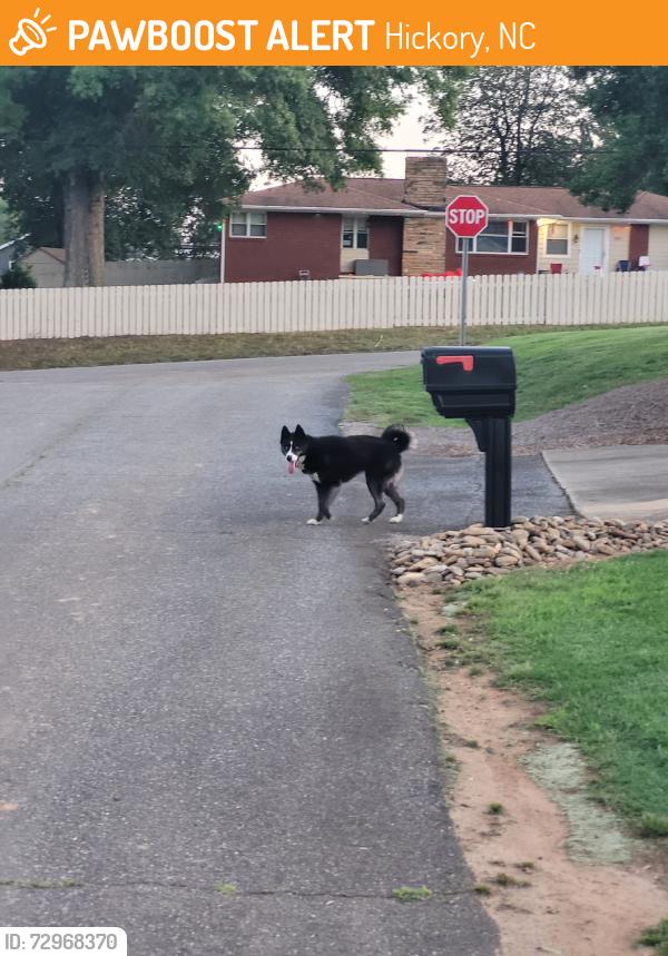 Found/Stray Unknown Dog last seen Behind triple crown trailers, Hickory, NC 28601
