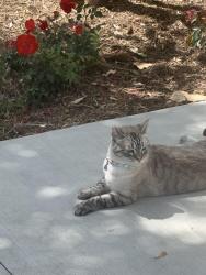 Lost Female Cat last seen Santa Barbara Apt homes, Chino Hills, CA 91709