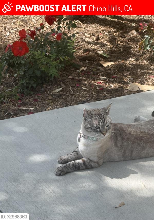 Lost Female Cat last seen Santa Barbara Apt homes, Chino Hills, CA 91709