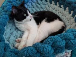 Lost Male Cat last seen Gale Drive, Virginia Beach, VA 23464