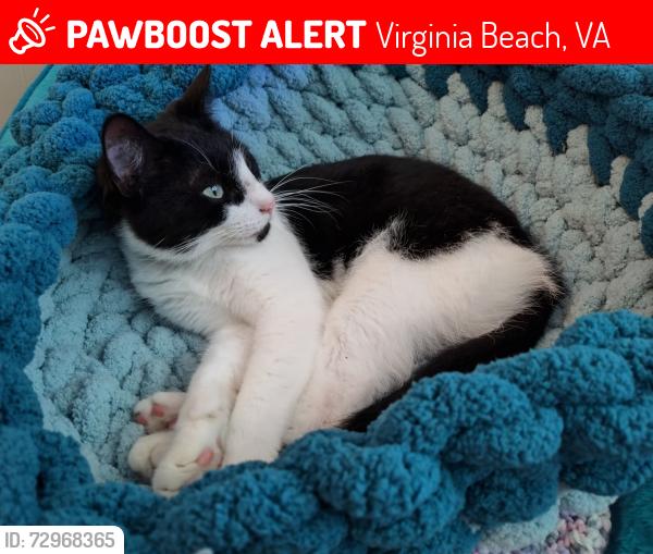 Lost Male Cat last seen Gale Drive, Virginia Beach, VA 23464