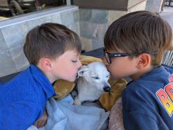 Reunited Male Dog last seen Middleton Ave and Lake Chabot Rd , Castro Valley, CA 94546