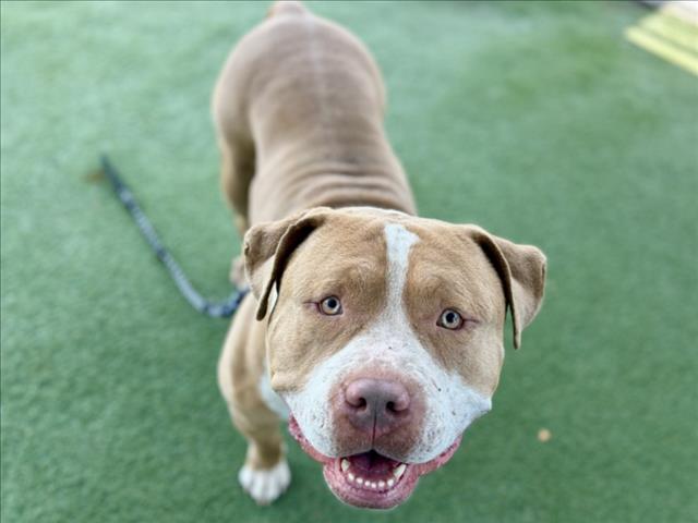 Shelter Stray Male Dog last seen , 11361 W Pico Blvd, Los Angeles, CA 90064, USA