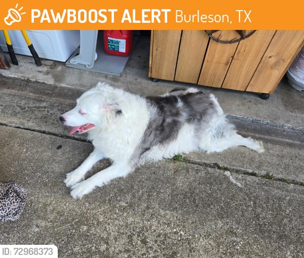 Found/Stray Unknown Dog last seen Summercrest area, Burleson, TX 76028