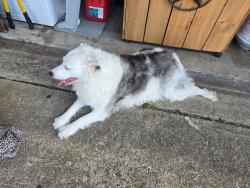 Found/Stray Unknown Dog last seen Summercrest area, Burleson, TX 76028