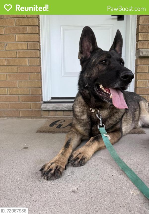 Reunited Male Dog last seen Beckworth and Toukay , London, ON N5V