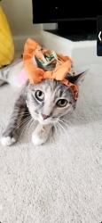 Reunited Female Cat last seen Christopher Way, Fayetteville, NC 28303, USA, Fayetteville, NC 28303