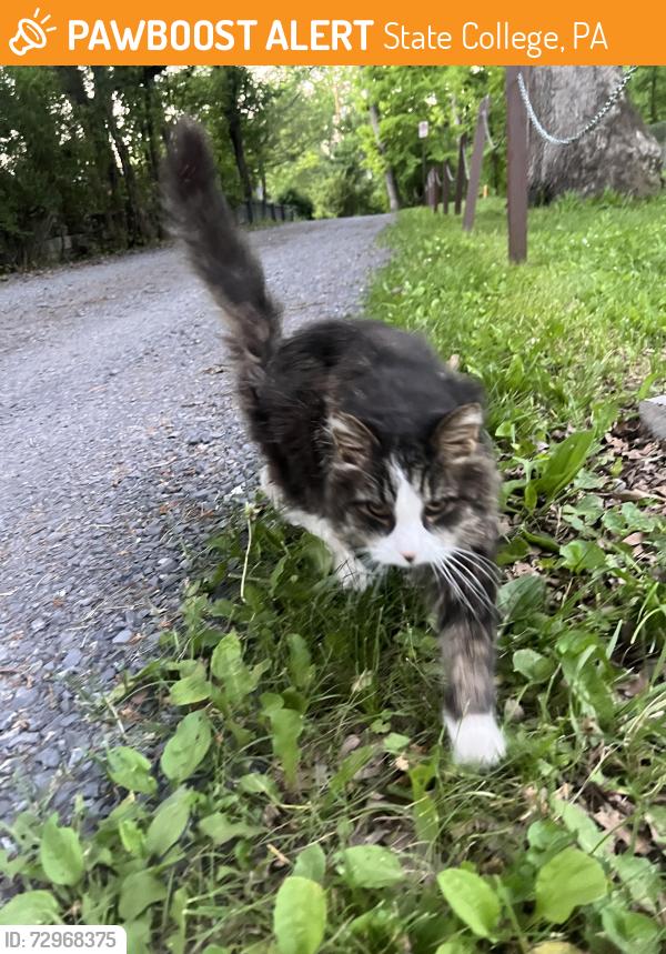Found/Stray Unknown Cat last seen Holmes-Foster Cat, State College, PA 16801
