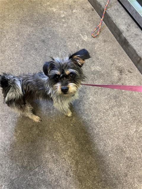 Shelter Stray Male Dog last seen SENATOR AVE & NATOMA ST, Sacramento, CA 95818