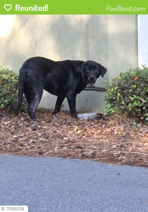 Reunited Unknown Dog last seen Pizza Hut off of Highway 17 in Surfside, Myrtle Beach, SC 29577