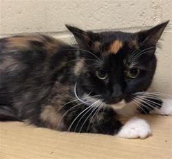 Shelter Stray Female Cat last seen AZEVEDO DR & PEBBLEWOOD DR, Sacramento, CA 95818