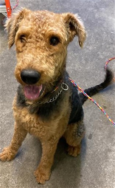 Shelter Stray Male Dog last seen ONTARIO ST & VANDENBERG DR, Sacramento, CA 95818