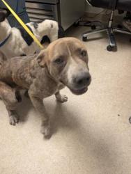 Shelter Stray Male Dog last seen Near BLOCK SANFORD DR, BAKERSFIELD CA 93308, Bakersfield, CA 93308