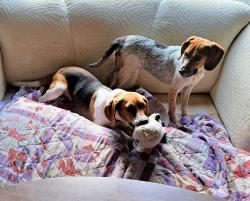 Lost Female Dog last seen Stony Point Road in Cumberland County, Virginia , Cumberland, VA 23040