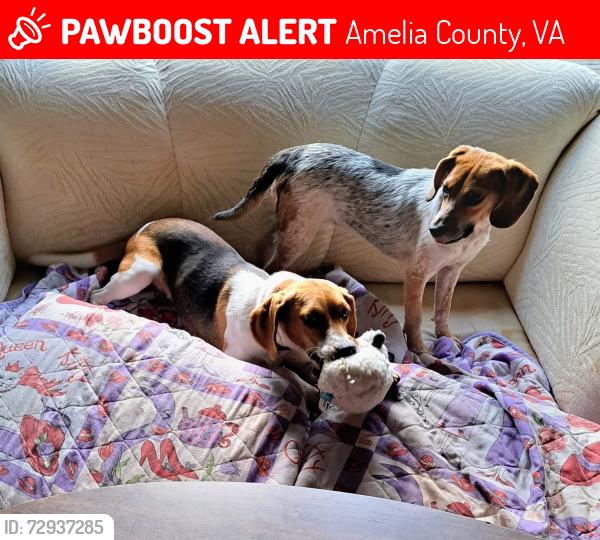 Lost Female Dog last seen Stony Point Road in Cumberland County, Virginia , Cumberland, VA 23040