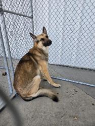 Shelter Stray Male Dog last seen Near BLOCK E CALIFORNIA AVE, BAKERSFIELD CA 93307, Bakersfield, CA 93308