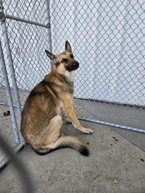 Shelter Stray Male Dog last seen Near BLOCK E CALIFORNIA AVE, BAKERSFIELD CA 93307, Bakersfield, CA 93308