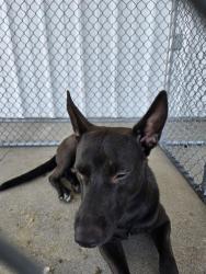 Shelter Stray Male Dog last seen Near BLOCK E CALIFORNIA AVE, BAKERSFIELD CA 93307, Bakersfield, CA 93308