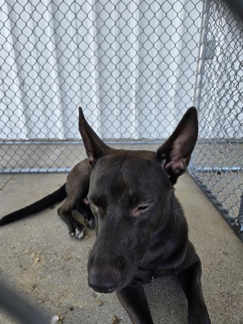 Shelter Stray Male Dog last seen Near BLOCK E CALIFORNIA AVE, BAKERSFIELD CA 93307, Bakersfield, CA 93308