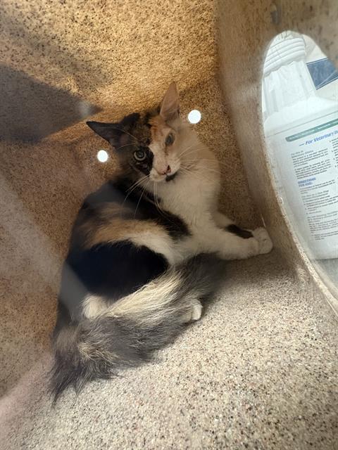 Shelter Stray Unknown Cat last seen Near BLOCK RACHEL AVE, BAKERSFIELD CA 93314, Bakersfield, CA 93308