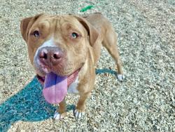 Shelter Stray Male Dog last seen SEE NOTE, Albuquerque, NM 87112