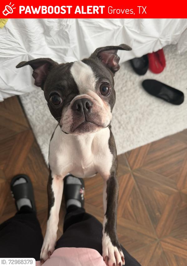 Lost Female Dog last seen Twin City HWY, Groves, TX 77619