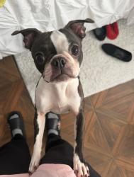 Lost Female Dog last seen Twin City HWY, Groves, TX 77619