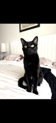 Lost Female Cat last seen Beach and PCH, Huntington Beach, CA 92648