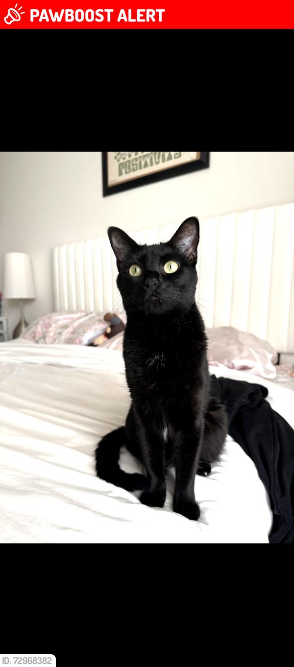 Lost Female Cat last seen Beach and PCH, Huntington Beach, CA 92648