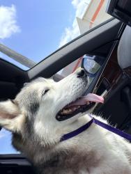 Reunited Female Dog last seen N Buffalo st and Myers, Cleburne, TX 76033