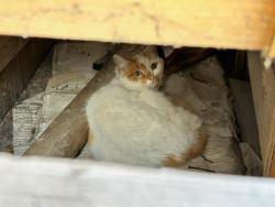 Found/Stray Unknown Cat last seen Bernera Road, Prestons, NSW 2170
