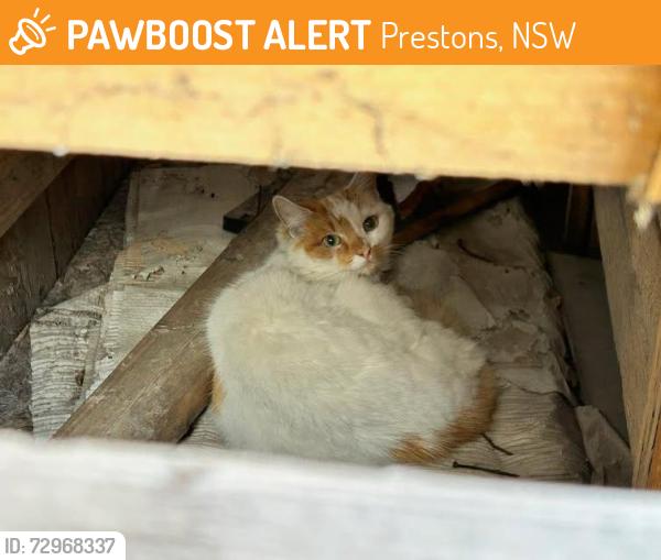 Found/Stray Unknown Cat last seen Bernera Road, Prestons, NSW 2170