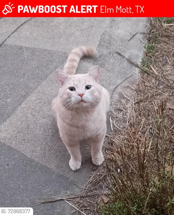 Lost Male Cat last seen Alpine, Elm Mott, TX 76640