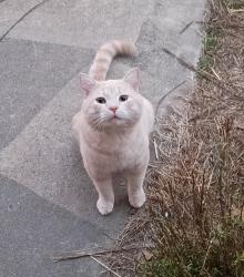 Lost Male Cat last seen Alpine, Elm Mott, TX 76640