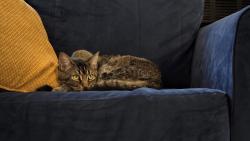 Lost Male Cat last seen Pan Am shopping center, Merrifield, VA 22031