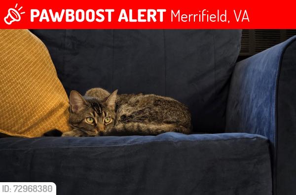 Lost Male Cat last seen Pan Am shopping center, Merrifield, VA 22031