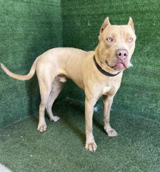 Shelter Stray Male Dog last seen , Quartz Hill, CA 93536