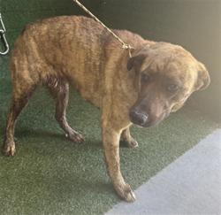 Shelter Stray Female Dog last seen , Quartz Hill, CA 93536