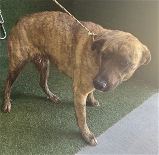 Shelter Stray Female Dog last seen , Quartz Hill, CA 93536