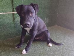 Shelter Stray Male Dog last seen , Quartz Hill, CA 93536