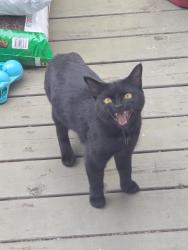 Found/Stray Unknown Cat last seen 8th street, East Cambridge , Cambridge, MA 02141