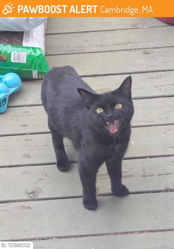 Found/Stray Unknown Cat last seen 8th street, East Cambridge , Cambridge, MA 02141