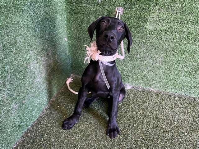 Shelter Stray Female Dog last seen , Quartz Hill, CA 93536