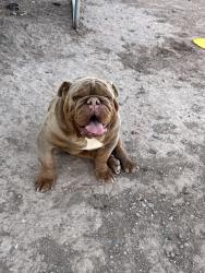 Reunited Male Dog last seen Near Santa Barbara, Socorro, TX 79927, USA, Socorro, TX 79927